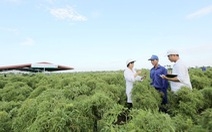 "Cây trăm tỉ" trong thuốc bổ não thảo dược đứng đầu thị trường Việt Nam