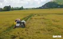 Hỏa tốc đề xuất Chính phủ yêu cầu ngân hàng cho doanh nghiệp vay vốn thu mua lúa gạo